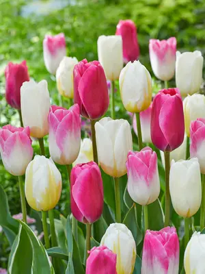 Link to Tulip Touch of Romance