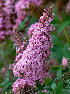 Link to Buddleia Princess Pink