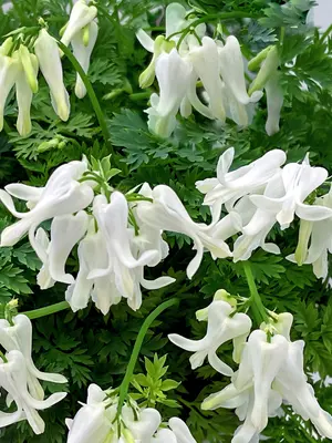 Link to Dicentra Amore Titanium