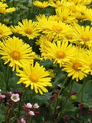 Link to Doronicum Little Leo