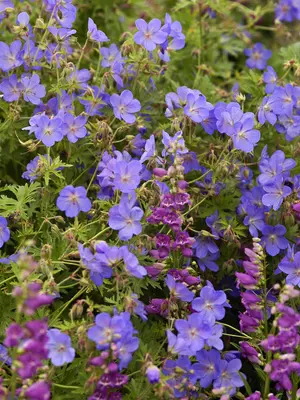 Link to Geranium Johnson&#39;s Blue