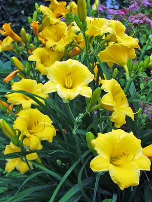 Link to Hemerocallis Stella D&#39;Oro