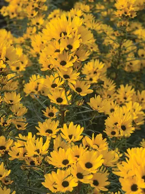 Link to Helianthus Table Mountain