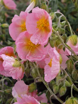Link to Helianthemum Wisley Pink