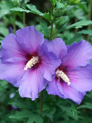 Link to Hibiscus Paraplu Violet®