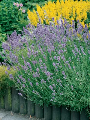 Link to Lavandula Munstead