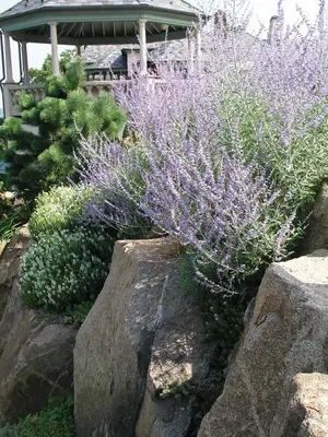 Link to Perovskia Atriplicifolia